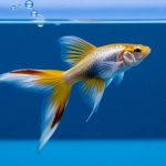 Temperature eau guppy : le bon équilibre thermique pour leur santé