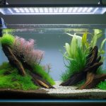 Temps d'éclairage aquarium : durée idéale pour favoriser la pousse des plantes
