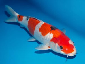 Carpe koi la plus rare : découverte d’un poisson d’exception