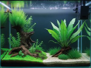 Aquarium avec plantes : comment créer un écosystème naturel et durable