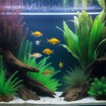 Aquarium decoration : idées décoratives et conseils de sécurité pour les poissons