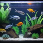 Aquarium 120 litres : quels poissons choisir et comment le décorer