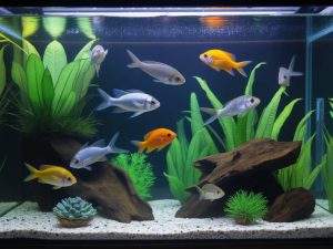 Aquarium 120 litres : quels poissons choisir et comment le décorer