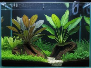 Anubias aquarium : plantation, entretien et association avec d’autres plantes