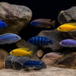 Cichlidés africains : guide complet pour réussir leur maintenance en aquarium