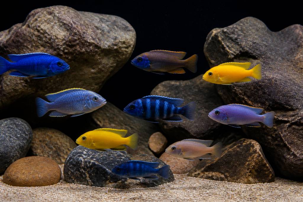 Cichlidés africains : guide complet pour réussir leur maintenance en aquarium