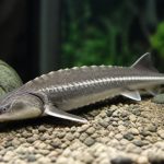 Esturgeon prix : combien coûte un esturgeon pour aquarium ?
