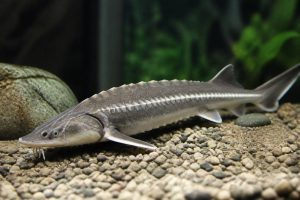 Esturgeon prix : combien coûte un esturgeon pour aquarium ?