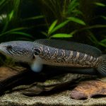 Channa andrao : guide complet pour élever ce poisson serpent en aquarium