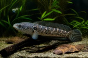 Channa andrao : guide complet pour élever ce poisson serpent en aquarium