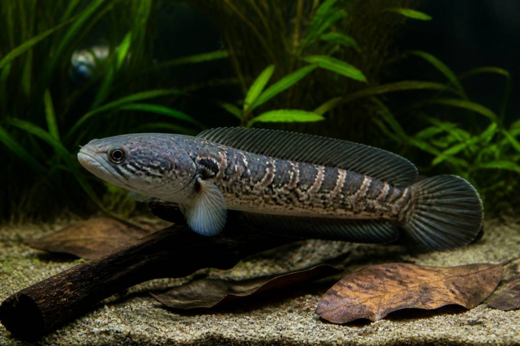 Channa andrao : guide complet pour élever ce poisson serpent en aquarium