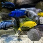 Cichlidés du malawi : guide complet pour aquarium, entretien et reproduction