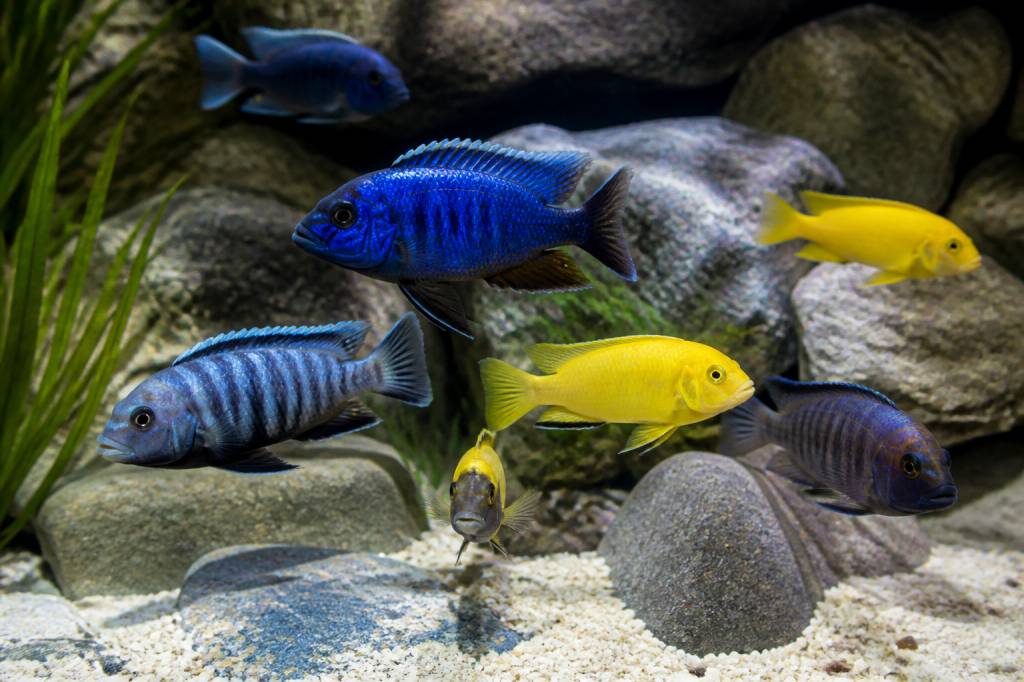 Cichlidés du malawi : guide complet pour aquarium, entretien et reproduction